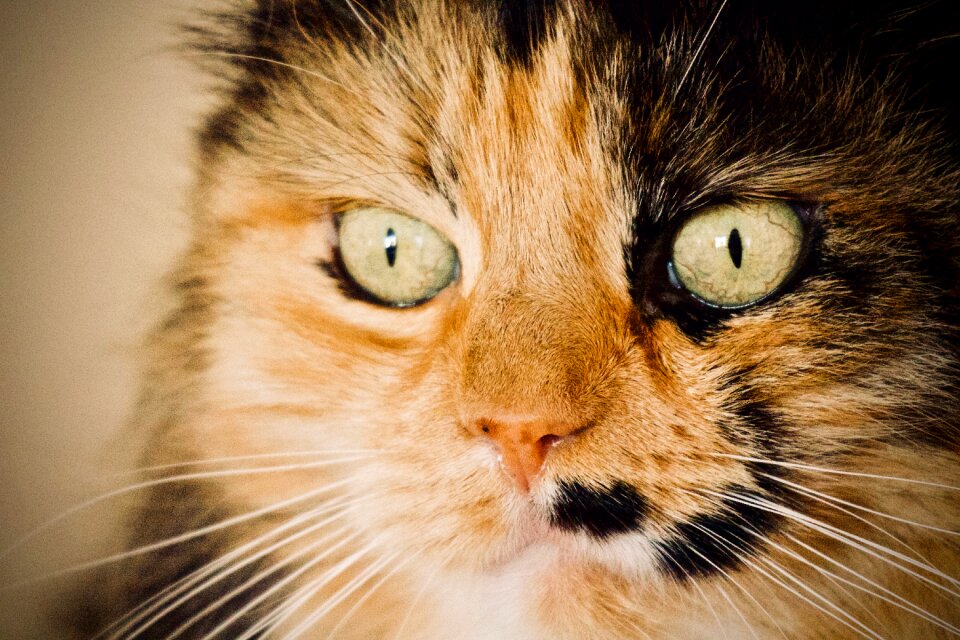 Feline fur animal