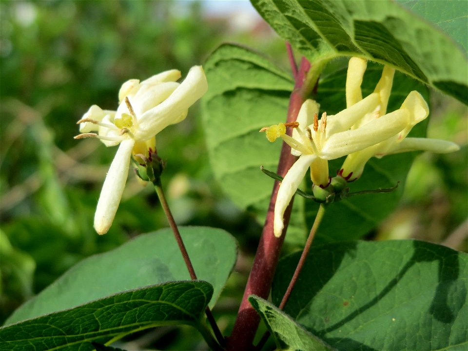 Rote Heckenkirsche (Lonicera xylosteum) in Hockenheim