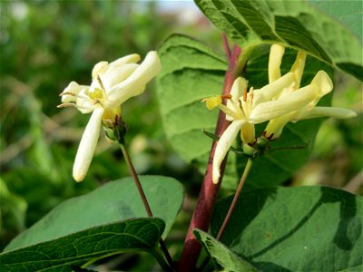 Rote Heckenkirsche (Lonicera xylosteum) in Hockenheim