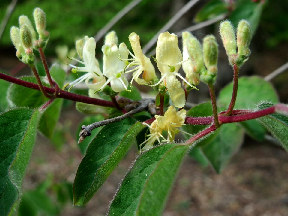 Rote Heckenkirsche (Lonicera xylosteum) im Schwetzinger Hardt