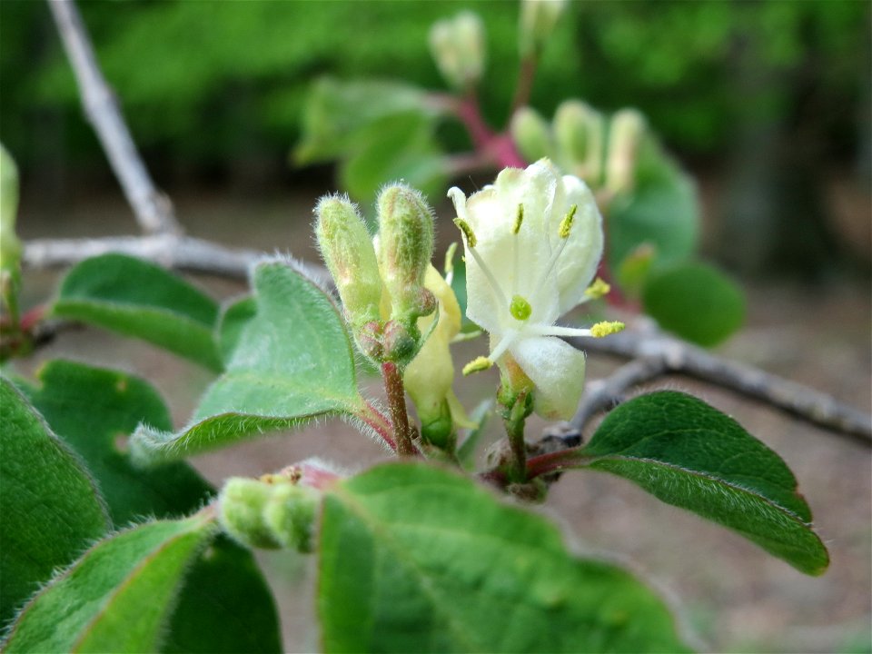Rote Heckenkirsche (Lonicera xylosteum) im Schwetzinger Hardt