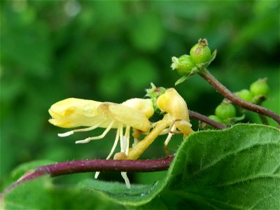 Rote Heckenkirsche (Lonicera xylosteum) im Landschaftsschutzgebiet Rheinhessisches Rheingebiet bei Worms
