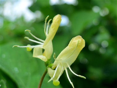 Rote Heckenkirsche (Lonicera xylosteum) im Landschaftsschutzgebiet Rheinhessisches Rheingebiet bei Worms