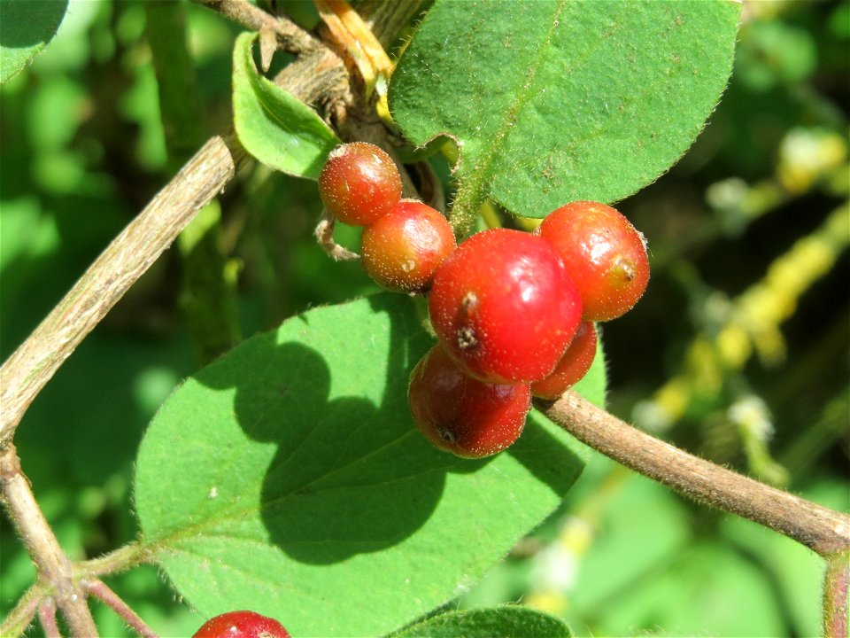 Rote Heckenkirsche (Lonicera xylosteum) in Hockenheim