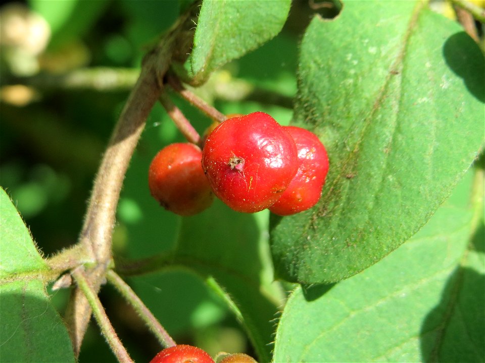Rote Heckenkirsche (Lonicera xylosteum) in Hockenheim