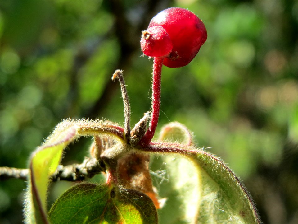Früchte der Roten Heckenkirsche (Lonicera xylosteum) in Hockenheim
