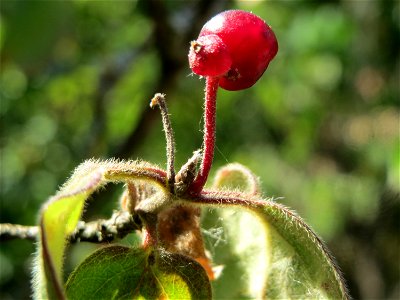 Früchte der Roten Heckenkirsche (Lonicera xylosteum) in Hockenheim