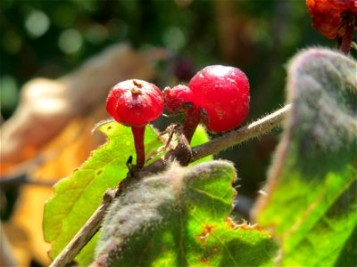 Früchte der Roten Heckenkirsche (Lonicera xylosteum) in Hockenheim