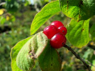 Früchte der Roten Heckenkirsche (Lonicera xylosteum) in Hockenheim