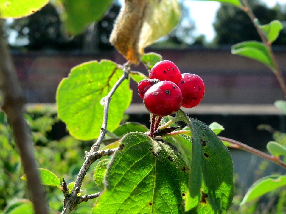 Früchte der Roten Heckenkirsche (Lonicera xylosteum) in Hockenheim