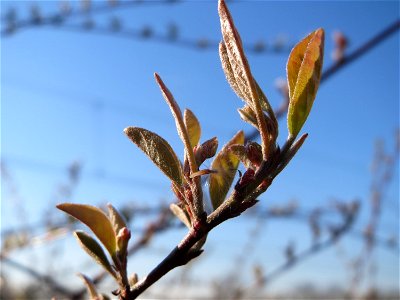 Blattknospen der Roten Heckenkirsche (Lonicera xylosteum) in Hockenheim