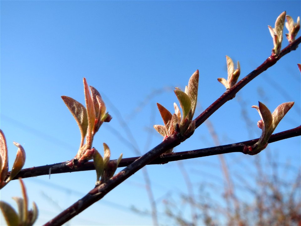 Blattknospen der Roten Heckenkirsche (Lonicera xylosteum) in Hockenheim