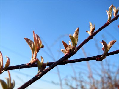 Blattknospen der Roten Heckenkirsche (Lonicera xylosteum) in Hockenheim
