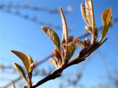 Blattknospen der Roten Heckenkirsche (Lonicera xylosteum) in Hockenheim