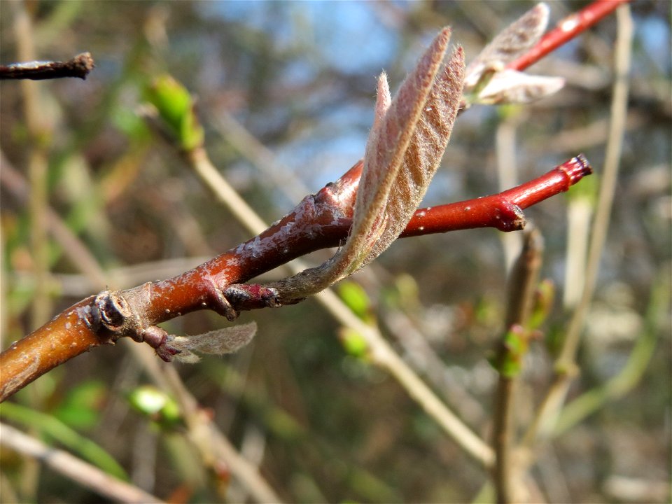 Blattknospen der Roten Heckenkirsche (Lonicera xylosteum) in Hockenheim
