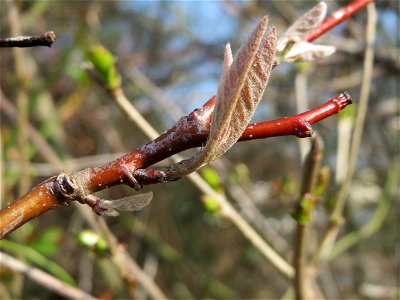 Blattknospen der Roten Heckenkirsche (Lonicera xylosteum) in Hockenheim