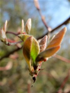 Blattknospen der Roten Heckenkirsche (Lonicera xylosteum) in Hockenheim