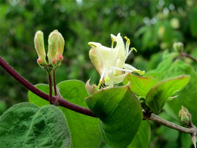 Rote Heckenkirsche (Lonicera xylosteum) in Hockenheim