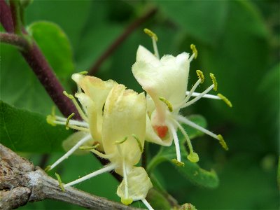 Rote Heckenkirsche (Lonicera xylosteum) in Hockenheim