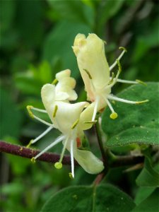 Rote Heckenkirsche (Lonicera xylosteum) in Hockenheim