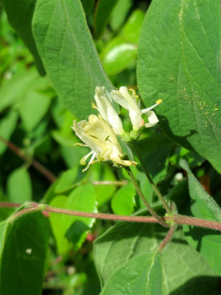Rote Heckenkirsche (Lonicera xylosteum) in Hockenheim