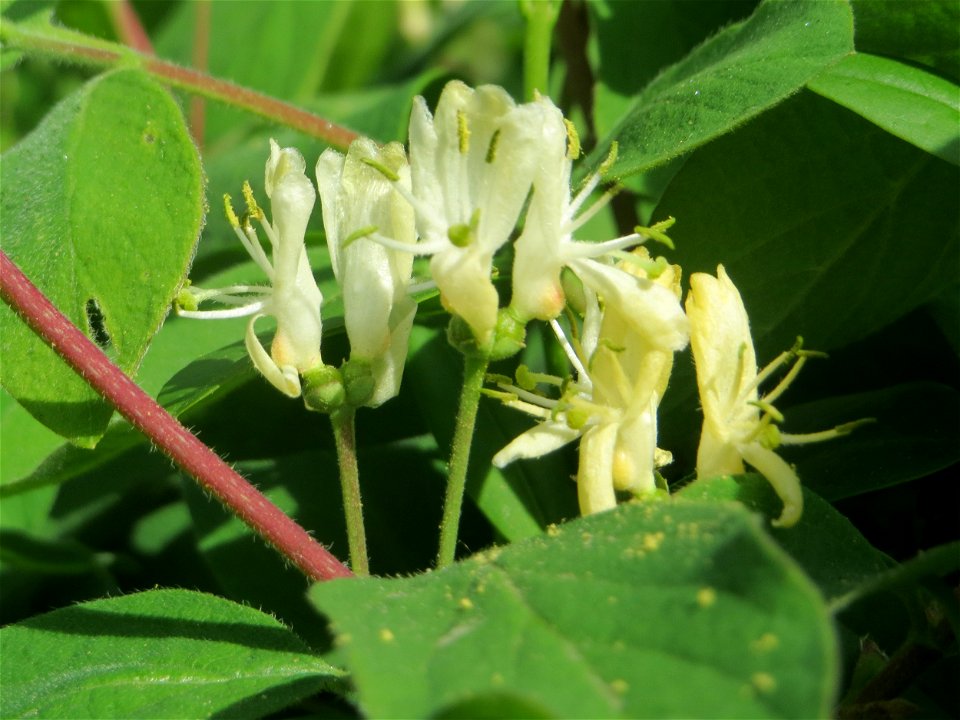 Rote Heckenkirsche (Lonicera xylosteum) in Hockenheim