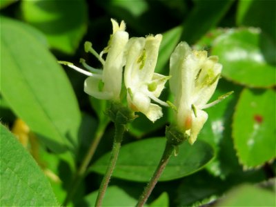 Rote Heckenkirsche (Lonicera xylosteum) in Hockenheim