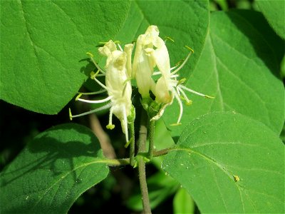 Rote Heckenkirsche (Lonicera xylosteum) in Hockenheim