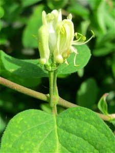 Rote Heckenkirsche (Lonicera xylosteum) in Hockenheim