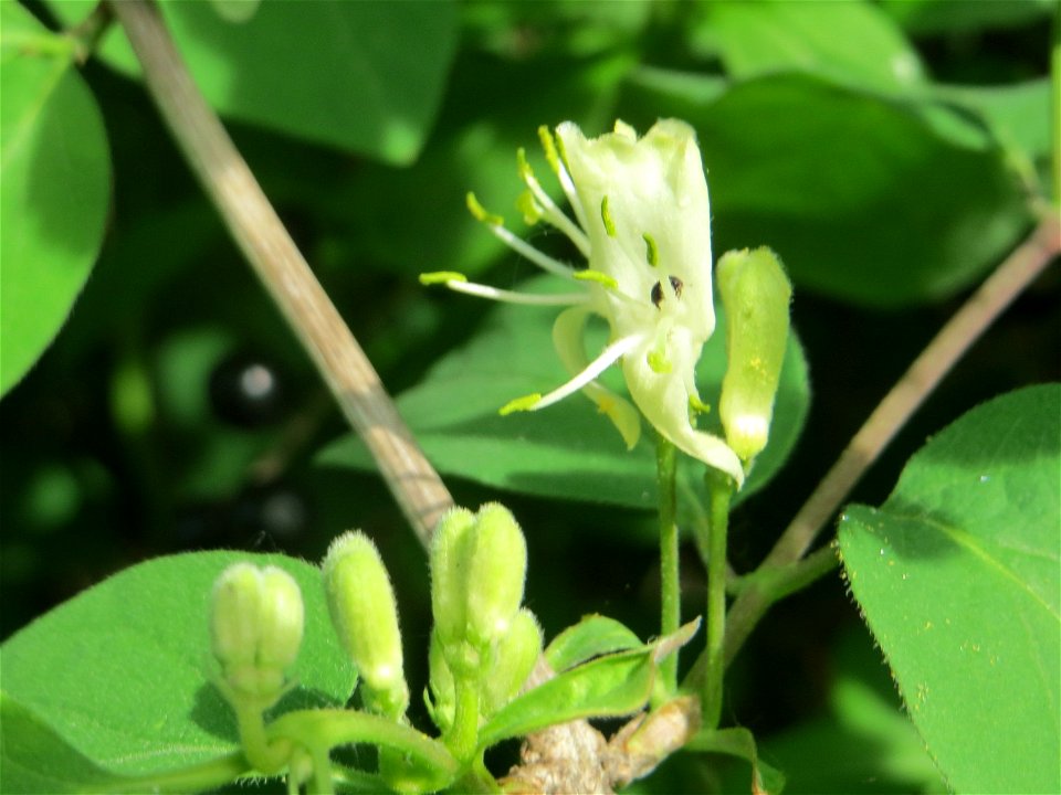 Rote Heckenkirsche (Lonicera xylosteum) in Hockenheim