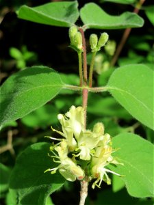 Rote Heckenkirsche (Lonicera xylosteum) in Hockenheim