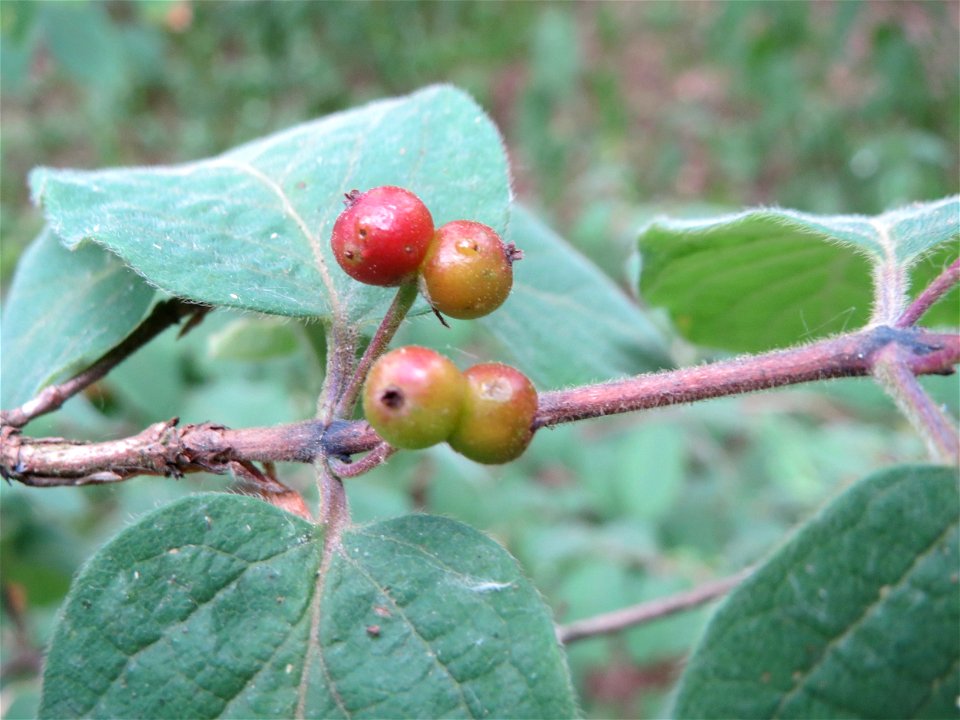 Rote Heckenkirsche (Lonicera xylosteum) am Hockenheimer Baggersee in der Schwetzinger Hardt