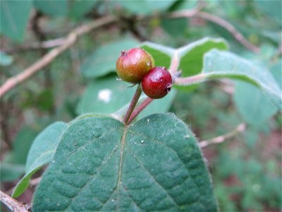 Rote Heckenkirsche (Lonicera xylosteum) am Hockenheimer Baggersee in der Schwetzinger Hardt