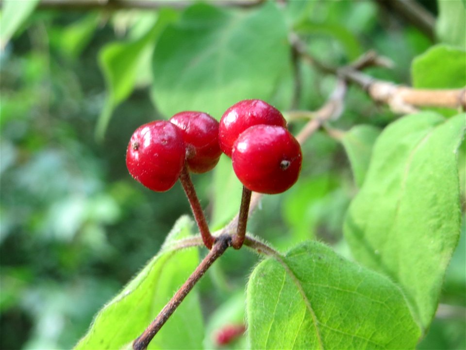 Rote Heckenkirsche (Lonicera xylosteum) am Hockenheimer Baggersee in der Schwetzinger Hardt