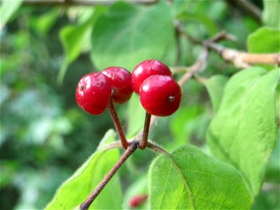 Rote Heckenkirsche (Lonicera xylosteum) am Hockenheimer Baggersee in der Schwetzinger Hardt