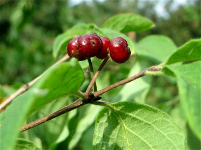Rote Heckenkirsche (Lonicera xylosteum) am Hockenheimer Baggersee in der Schwetzinger Hardt