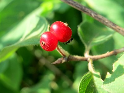 Rote Heckenkirsche (Lonicera xylosteum) am Hockenheimer Baggersee in der Schwetzinger Hardt