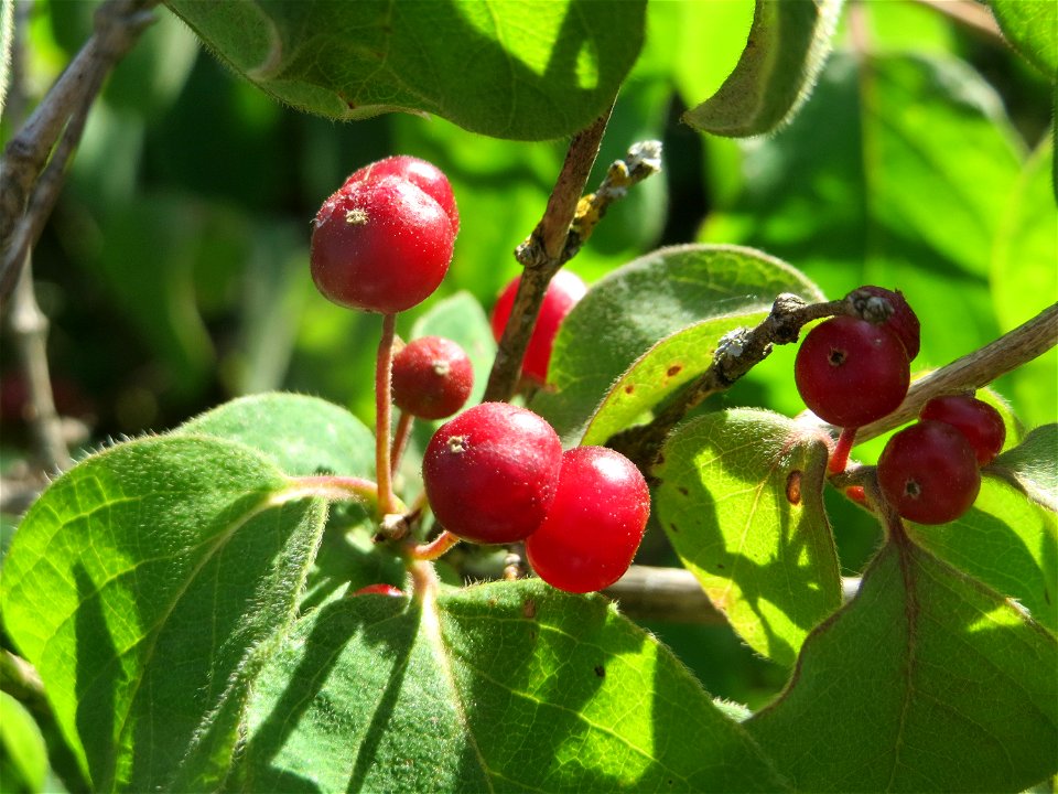Rote Heckenkirsche (Lonicera xylosteum) in Hockenheim