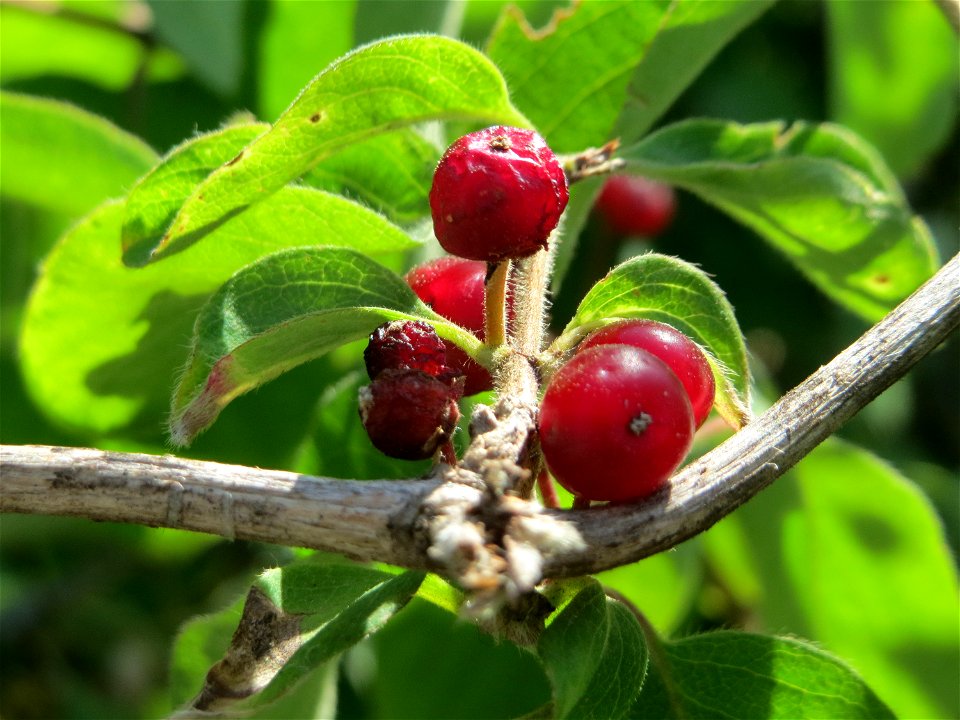 Rote Heckenkirsche (Lonicera xylosteum) in Hockenheim