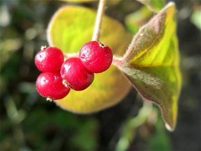 Rote Heckenkirsche (Lonicera xylosteum) in Hockenheim