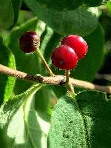 Rote Heckenkirsche (Lonicera xylosteum) in Hockenheim