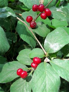 Früchte der Roten Heckenkirsche (Lonicera xylosteum) im Natur- und Landschaftsschutzgebiet „Schwetzinger Wiesen“