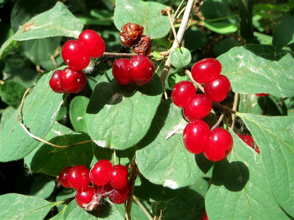 Früchte der Roten Heckenkirsche (Lonicera xylosteum) im Natur- und Landschaftsschutzgebiet „Schwetzinger Wiesen“