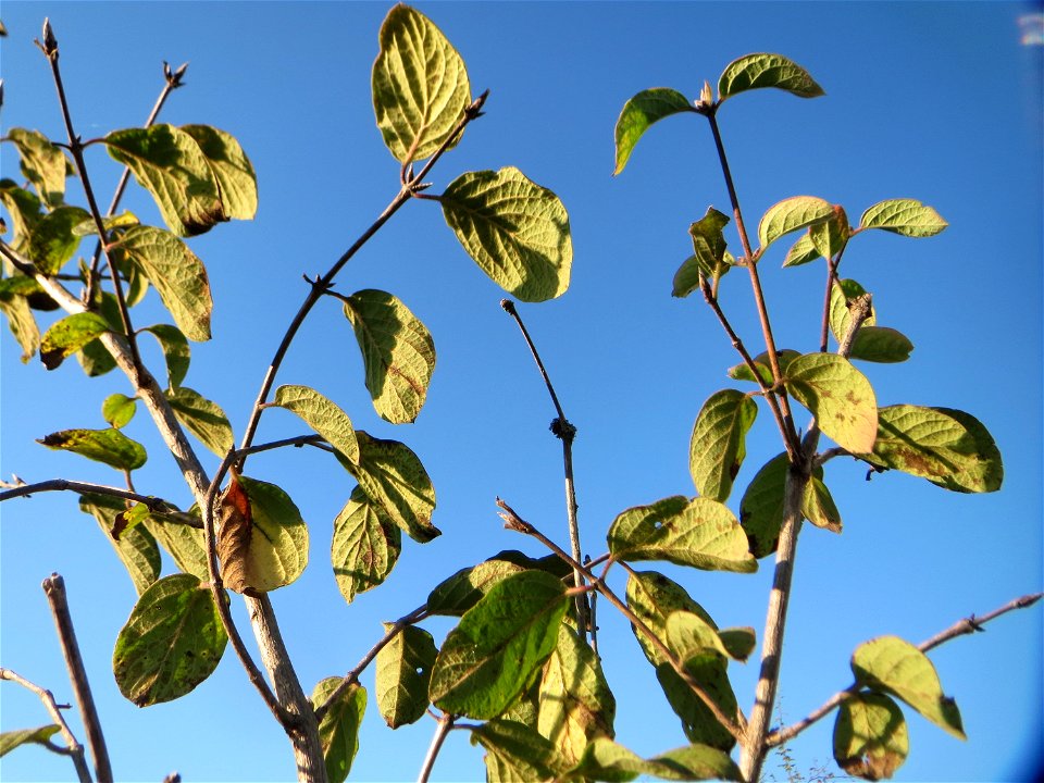 Rote Heckenkirsche (Lonicera xylosteum) in Hockenheim
