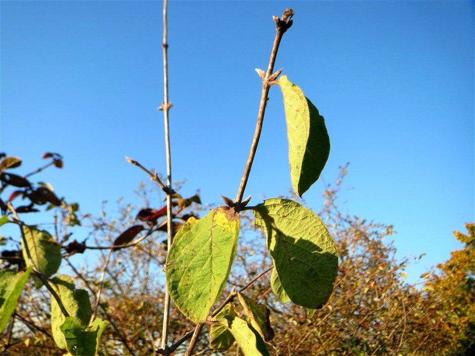 Rote Heckenkirsche (Lonicera xylosteum) in Hockenheim