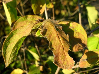 Rote Heckenkirsche (Lonicera xylosteum) in Hockenheim