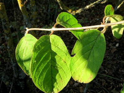 Rote Heckenkirsche (Lonicera xylosteum) in Hockenheim
