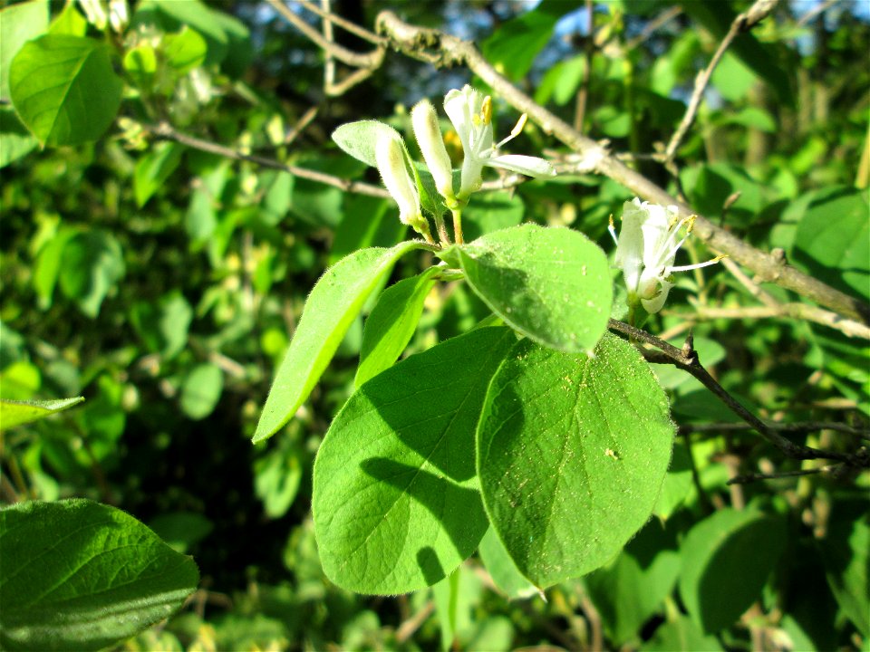 Rote Heckenkirsche (Lonicera xylosteum) in der Schwetzinger Hardt