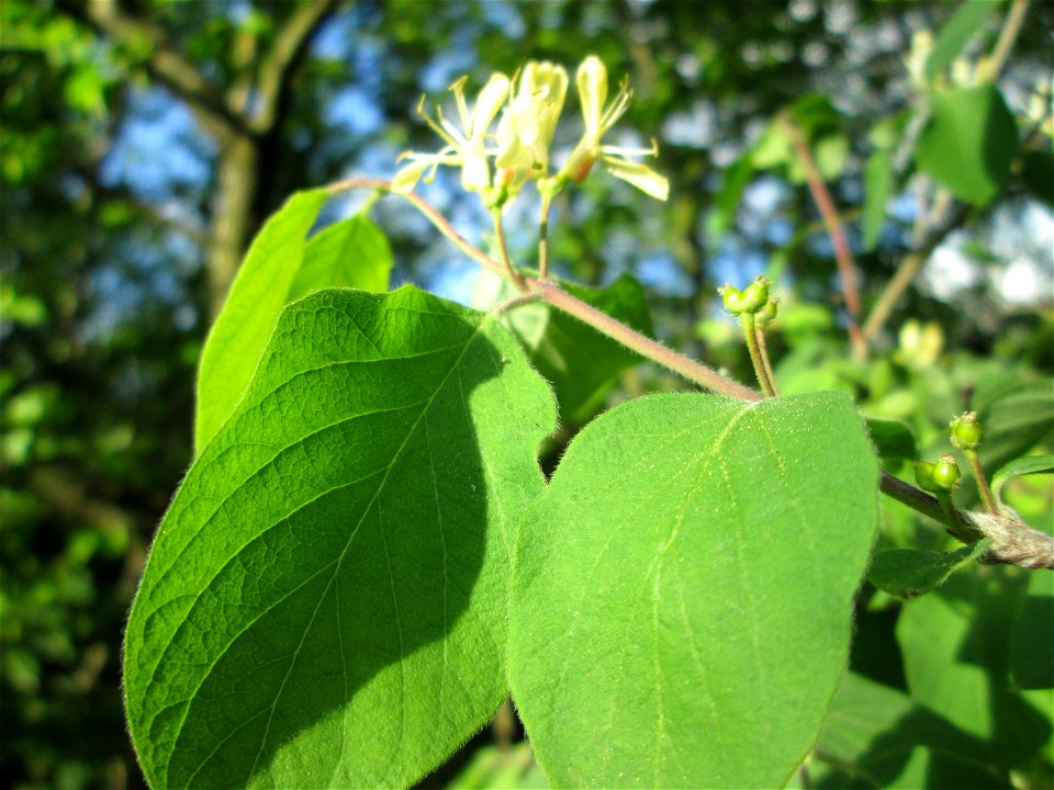 Rote Heckenkirsche (Lonicera xylosteum) in der Schwetzinger Hardt