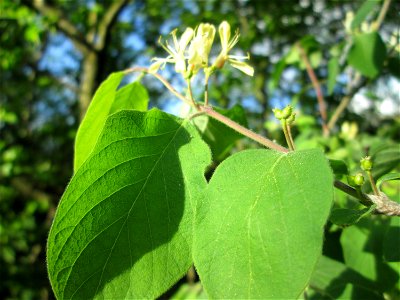 Rote Heckenkirsche (Lonicera xylosteum) in der Schwetzinger Hardt